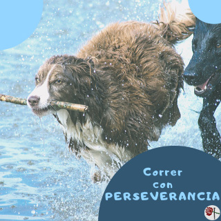 Correr con perseverancia